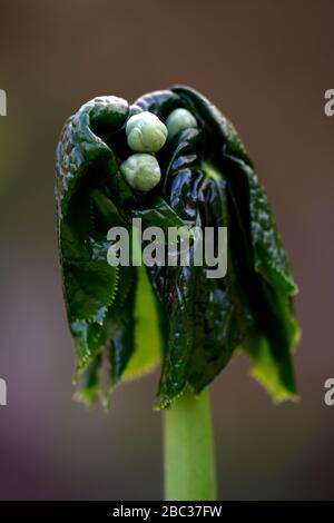 Podophyllum peltatum grande feuille,feuilles vertes,feuillage,émergent,émergent,dépliage,unfurl,unfurling,dépliage,jardin de printemps,jardins,RM Floral Banque D'Images