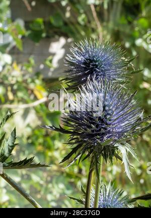 Seedheads de fullers café , contre le ciel bleu. Fleurs sèches de Dipsacus fullonum, Dipsacus sylvestris, est une espèce de plantes fleuries connue par le co Banque D'Images
