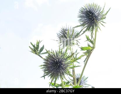 De Seedheads cardère fullers sous ciel bleu. Les fleurs sèches de Dipsacus fullonum, Dipsacus sylvestris, est une espèce de plante de la famille des Poaceae Banque D'Images