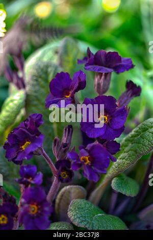 Polyanthus Stella Neon Violet,primula,primulas,fleurs de velours violet,floraison,printemps,jardin,jardins,RM Floral Banque D'Images