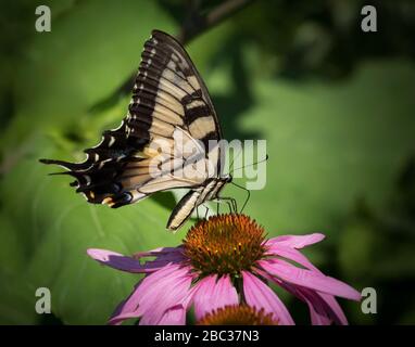 Un papillon Tiger Swallowtail est occupé à se nourrir sur une fleur d'Echinacea Banque D'Images