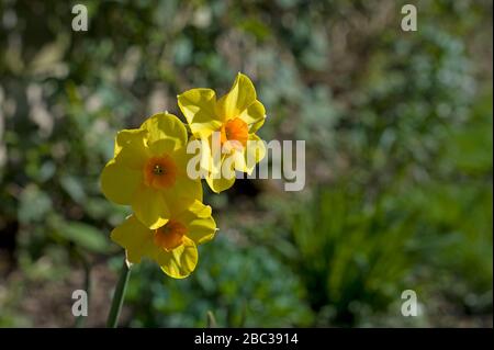 Trois fleurs de jonquille jaune vif en pleine floraison au printemps, mars sur fond de feuillage vert. Narcisse pseudonarciss. Banque D'Images