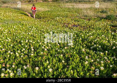 Femme marchant à travers les fleurs de figue de hottentat, Carpobrotus edulis, sur le sentier côtier, Pont Piedade, Algarve, Portugal Banque D'Images