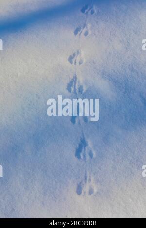 Des traces de souris sur la neige fraîche dans le parc naturel de Deerfield près de Mt. Pleasant, Michigan, États-Unis Banque D'Images