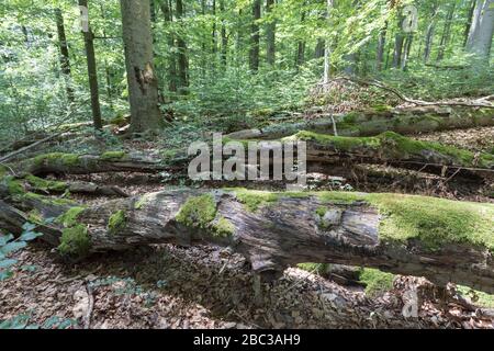troncs d'arbres morts dans la forêt décidue allemande Banque D'Images
