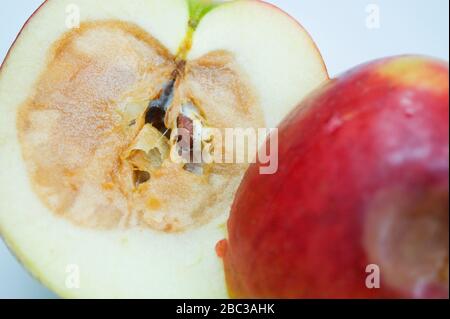 Récolte serrée de pomme pourrie coupée en deux pour exposer le noyau pourri. Autre moitié avec ecchymose sur la peau. Banque D'Images