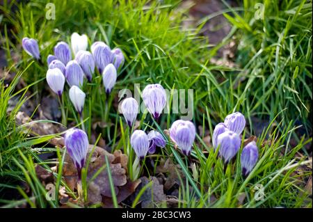 Un petit groupe de crocodiles violets et blancs émergeant du sol entouré d'herbe verte alors que le printemps approche du Royaume-Uni. Banque D'Images