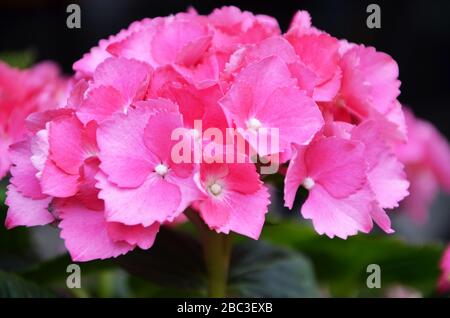 vue rapprochée de la fleur d'hydangea Banque D'Images