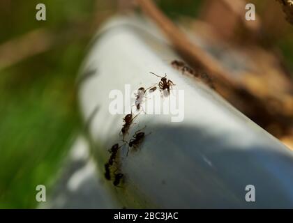 Fourmis noires communes rampant sur un pot de plantation de jardin. Banque D'Images