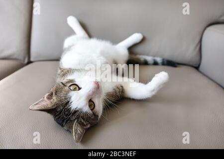 Mignon jeune chat tabby domestique reposant sur un canapé en cuir après avoir joué, regardant endormi ou fatigué. Gros plan, mise au point sélective, espace de copie Banque D'Images