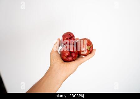 Main féminine tenant trois pommes d'eau asiatiques mûres sur un fond blanc. Banque D'Images