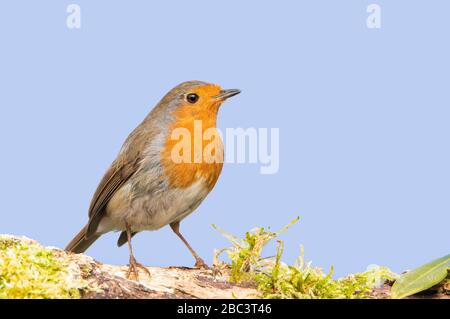 Erithacus rubecula, européen Robin, perché dans un jardin britannique avec ciel bleu et soleil, printemps 2020 Banque D'Images