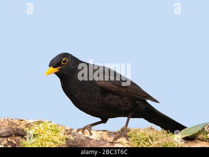 Homme Blackbird, Blackbird, perché au-dessus d'un jardin britannique, été 2020 Banque D'Images