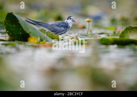 Sterne noire (Chlidonias niger), mue adulte de l'été à l'hiver. Delta de Nemunas. Lituanie. Banque D'Images