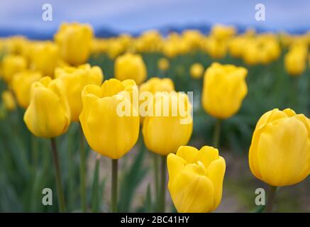 Terrain agricole de tulipes jaunes. Tulipes jaunes vives à leur pic dans un champ. Banque D'Images