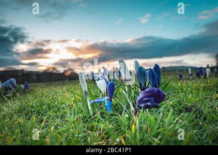 Fleurit les fleurs de Crocus sur de l'herbe verte fraîche au coucher du soleil. Shropshire au Royaume-Uni Banque D'Images