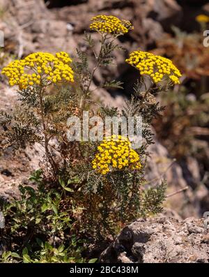 Gonospermum jufrusum, Kanaren endemischCanaris endémique Asteraceae Banque D'Images