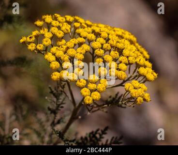 Gonospermum jufrusum, Kanaren endemischCanaris endémique Asteraceae Banque D'Images