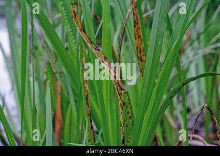 Roseaux sur le lac . Marais, roseaux, eau, plante, horseille Banque D'Images