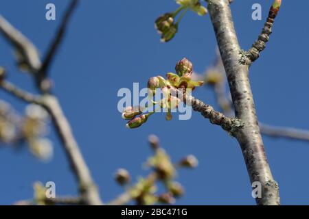 Branche de cerisier recouverte de bourgeons contre le ciel bleu Banque D'Images