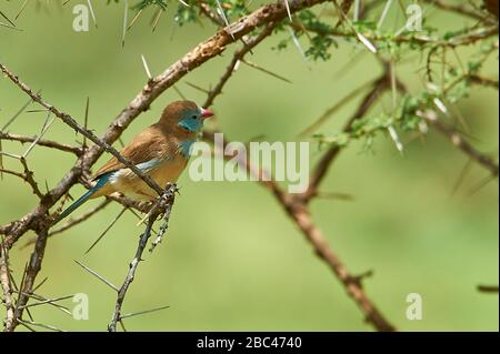 Une finale Blue Waxbill cordon Bleu, perché sur un arbre Banque D'Images