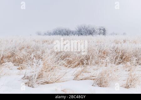 Le givre (givre rime) couvrant les graminées des prairies, hiver, milieu-ouest des États-Unis, par Dominique Braud/Dembinsky photo Assoc Banque D'Images