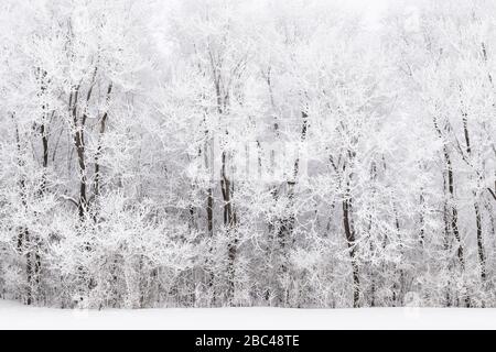 Le givre (givre rime) couvrant les graminées et les arbres des prairies, hiver, milieu-ouest des États-Unis, par Dominique Braud/Dembinsky photo Assoc Banque D'Images