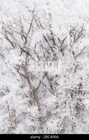 Le givre (givre rime) couvrant les graminées et les arbres des prairies, hiver, milieu-ouest des États-Unis, par Dominique Braud/Dembinsky photo Assoc Banque D'Images