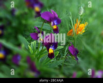 Gros plan de la fleur de l'alto dans le jardin Banque D'Images