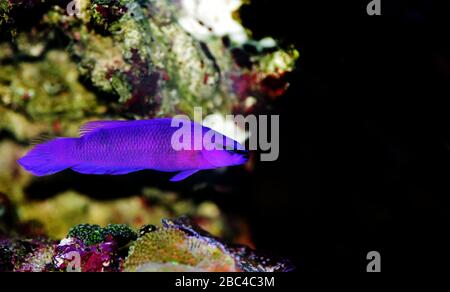 Orchid dotyback poisson d'eau salée - Pseudochromis fridmani Banque D'Images