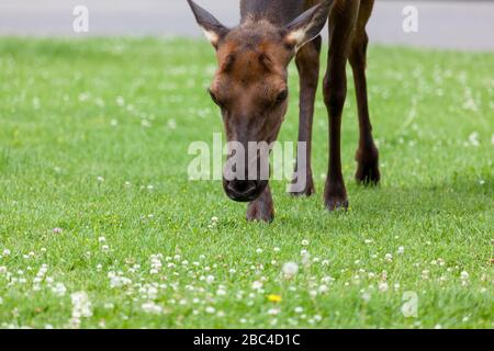 Gros plan sur la marche en élan et le pâturage sur l'herbe verte et le trèfle à Mammoth Village dans le parc national de Yellowstone, Wyoming. Banque D'Images