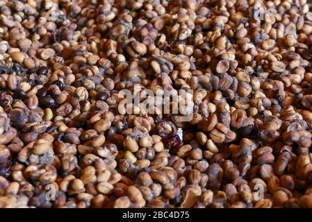 Fèces de weasel avec des grains de café incorporés Banque D'Images