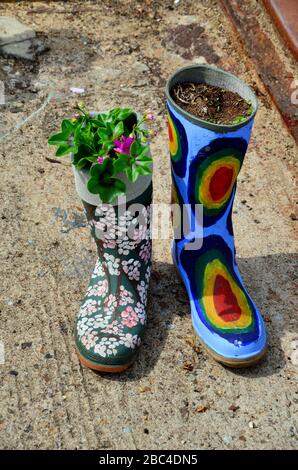 Variété de couleurs de planteuses à bottes en caoutchouc avec des types de fleurs en éventail Banque D'Images