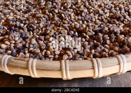 Fèces de weasel avec des grains de café incorporés Banque D'Images