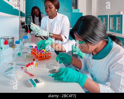 Étudiants africains en médecine, scientifiques, jeunes femmes travaillant en laboratoire de recherche, laboratoire de tests médicaux. Recherche fondamentale en biologie, chimie. Qualité suite Banque D'Images