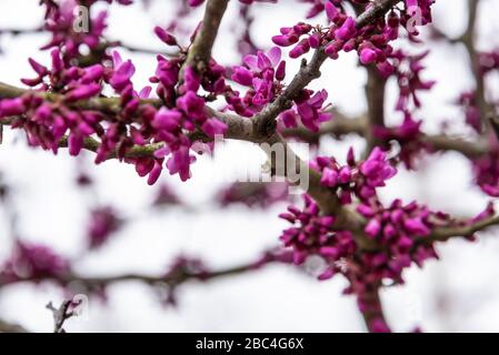 Des fleurs de bourgeons de l'est (Cersis canadensis) vibrants à fort Gibson, Oklahoma. rosebud est l'arbre d'État de l'Oklahoma. (ÉTATS-UNIS) Banque D'Images