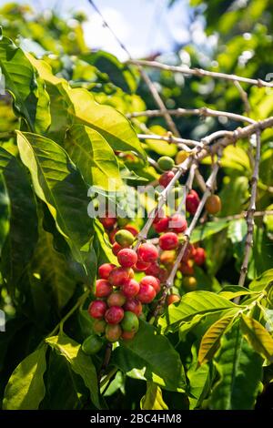 Grains de café dans une plantation près du lac Atitlan, au Guatemala. Banque D'Images