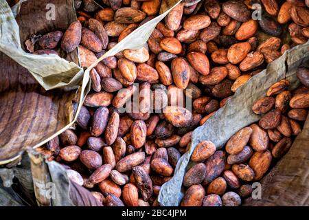 Fèves de cacao rôties et enveloppées dans des feuilles de banane pour la transformation artisanale près du lac Atitlan, au Guatemala. Banque D'Images