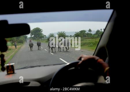 Un troupeau de buffles d'eau marchant sur la route, en face d'une voiture en mouvement à Bihar, Inde. Banque D'Images