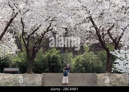 (200403) -- BEIJING, le 3 avril 2020 (Xinhua) -- les résidents de la région apprécient le paysage de la cerisier à Daegu, Corée du Sud, le 2 avril 2020. (NESMSI/document d'information via Xinhua) Banque D'Images