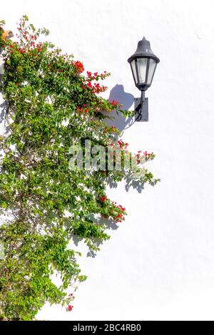 jardin fleuri suspendu sur le mur blanc et la lanterne Banque D'Images