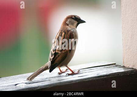 Petit oiseau parcié, asseyez-vous sur un balcon en bois fance. La vie sauvage à l'extérieur. Banque D'Images