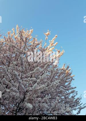 Arbre rempli de fleurs de cerisier et ciel bleu clair Banque D'Images