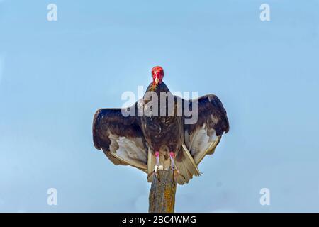 La vautour de la Turquie (Cathartes aura) sur un poteau de clôture près de Merced National Wildlife Refuge CA. ÉTATS-UNIS Banque D'Images