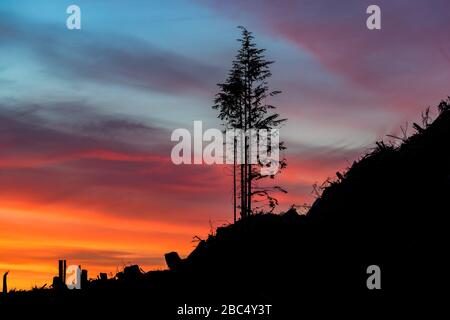 Silhouette d'arbre sur une colline pendant le coucher du soleil Banque D'Images