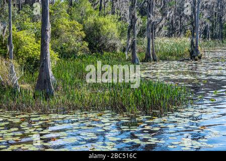 Florida bald Cypress arbres avec mousse espagnole le long de la rive du lac Dixie à Clermont, le parc national du lac Louisa de Floride. (ÉTATS-UNIS) Banque D'Images