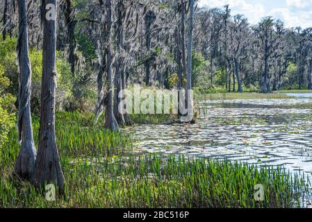 Florida bald Cypress arbres avec mousse espagnole le long de la rive du lac Dixie à Clermont, le parc national du lac Louisa de Floride. (ÉTATS-UNIS) Banque D'Images