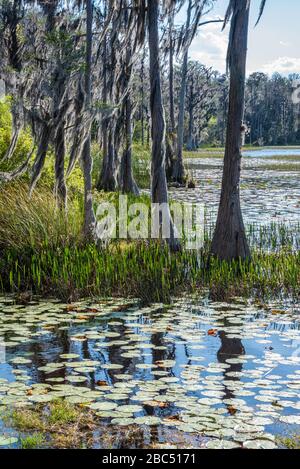 Florida bald Cypress arbres avec mousse espagnole le long de la rive du lac Dixie à Clermont, le parc national du lac Louisa de Floride. (ÉTATS-UNIS) Banque D'Images