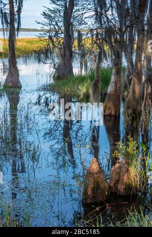 Les cyprès longent les rives du lac Louisa dans le parc national du lac Louisa, près d'Orlando, à Clermont, en Floride. (ÉTATS-UNIS) Banque D'Images