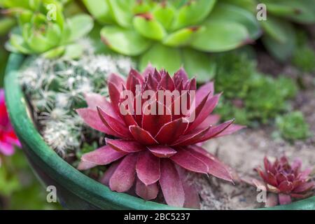 Plantes succulentes miniatures rouges et vertes qui poussent dans le sol Banque D'Images